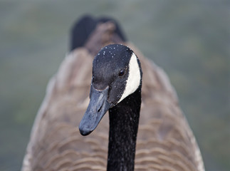 Beautiful portrait of the swimming Canada goose