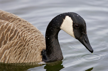 Very beautiful closeup of a Canada goose in the lake