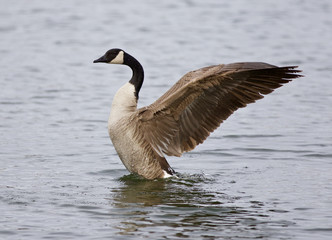 Isolated photo of a Canada goose with the beautiful long wings