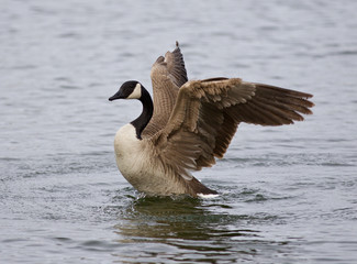 Isolated photo of a Canada goose with the beautiful wings