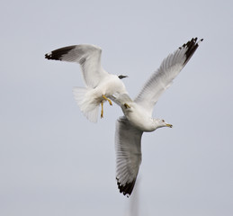 Isolated photo of two fighting gulls