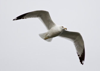 Beautiful isolated photo of a flying gull