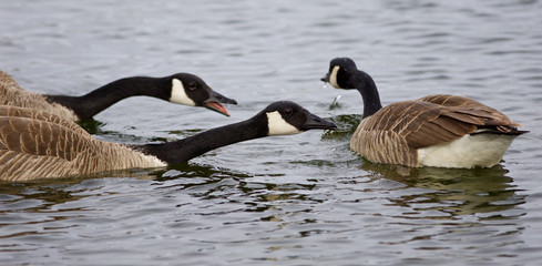 Fototapeta premium Three emotional Canada geese in the lake