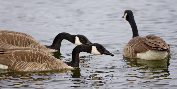 Photo of three Canada geese swimming in the lake