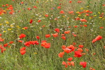 Fototapeta premium Summer wildflowers in the UK