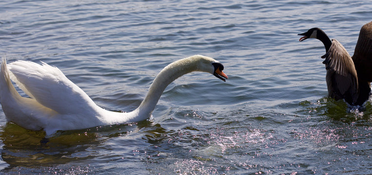 Beautiful isolated photo of the amazing fight between the Canada goose and the swan