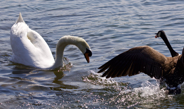 Amazing fight between the Canada goose and the swan