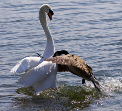 Amazing image of the epic fight between the Canada goose and the swan
