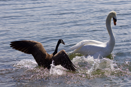 Amazing image of the small Canada goose attacking the swan on the lake