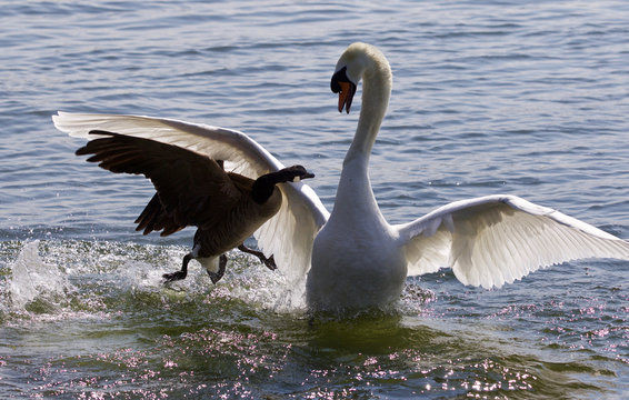 Fantastic amazing photo of the Canada goose attacking the swan on the lake