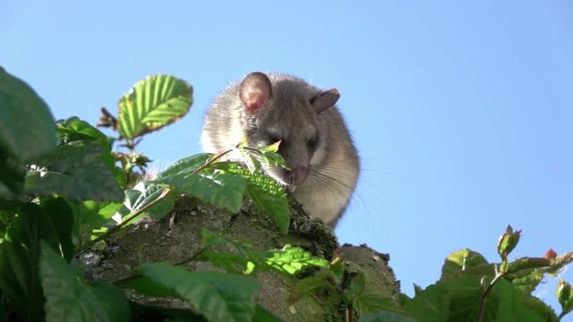 dormouse on a tree
