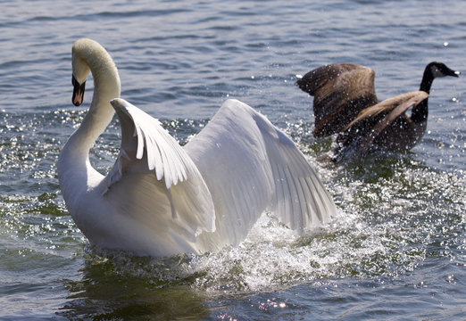 Amazing photo of the fantastic contest between the powerful swan and the brave Canada goose