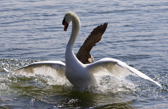 Beautiful photo of the swan going away from the attack of the Canada goose