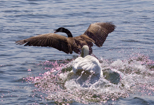 Amazing photo with the angry swan attacking the Canada goose