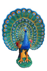 Isolated of the colorful peacock  in white background