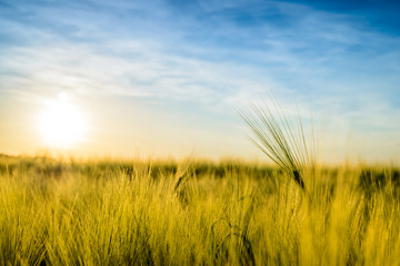 Naklejka premium Sun setting over a field of ripening wheat
