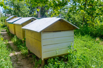 Row of beehives in a garden or apiary