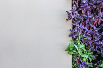 white wall background decorate with Tradescantia spathacea purple color