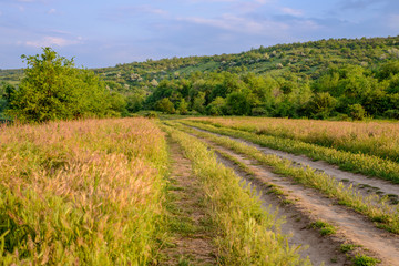 Fototapeta na wymiar Farm tracks leading through a wheat field