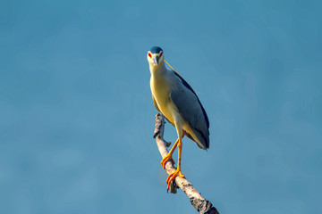 Nycticorax, night heron