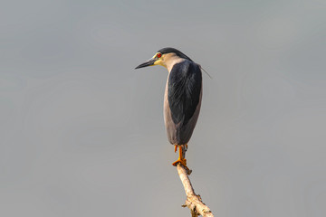 Nycticorax, night heron
