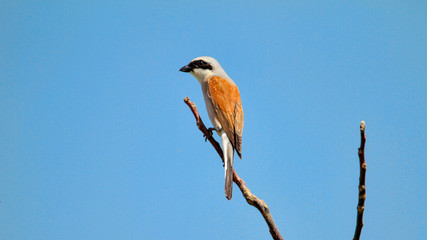 Lanius collurio, shrike