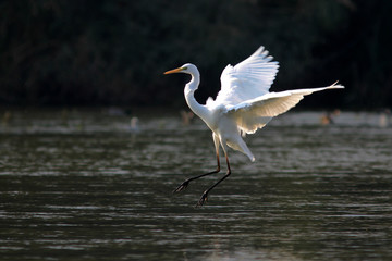 Egrettaalba, Great egret