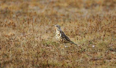Turdus philomelos