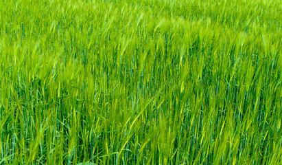 Background of fresh green wheat in a field