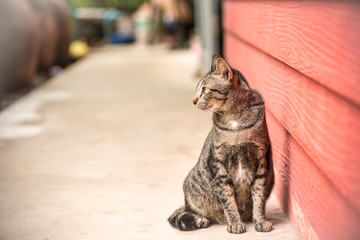  Domestic multi-colored cat sits near a wooden wall
