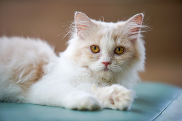 cat lay on the cushion , select focus eye