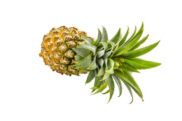 Isolated of pineapple fruit on white background