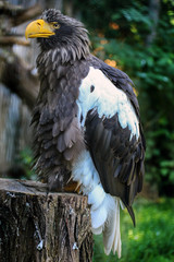 eagle