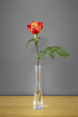 Naklejka premium red rose in front of a gray wall