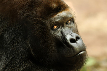gorilla portrait © vasekkkk