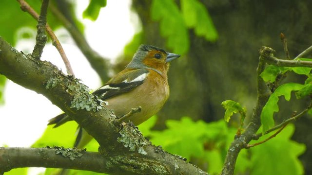Video FullHD - Male Common Chaffinch (Fringilla coelebs) sitting on a branch in an oak forest