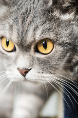 British cat on the hunt