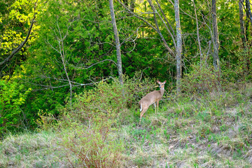 Deer at forest