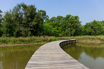 Long wood bridge in mangrove forest