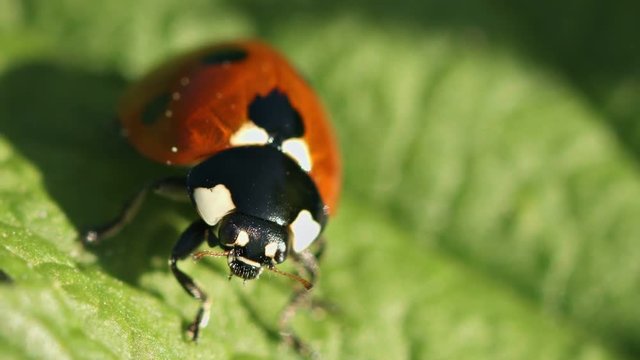 Video FullHD - Ladybird on green leaf close up