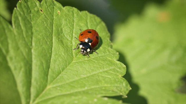 Video FullHD - Coccinella septempunctata (seven-spot ladybird) on green leaf of currant