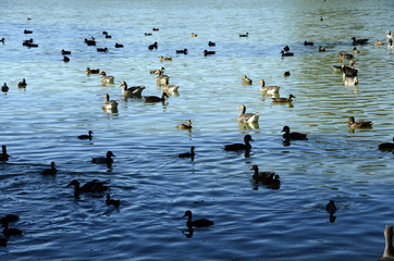 Ducks and goose on lake