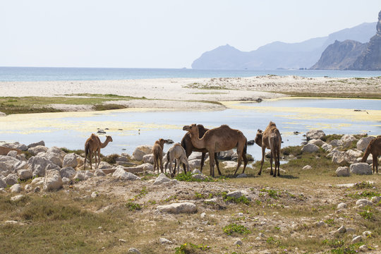 Camels in Dhofar mountains, Oman