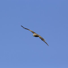 Kite flying in the blue sky