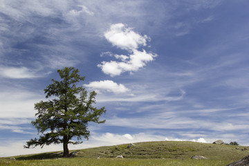 Landscape with one larch, blue sky and clouds.