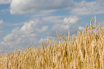 wheat ears closeup on blue sky background