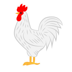 Rooster colored illustration