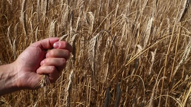 Man farmer&rsquo;s hand holding, husking, dehulling, peeling grains of ripe mature wheat ear spike over background of field shaking in the wind, close up