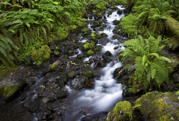 Obraz premium Hoh Rainforest stream