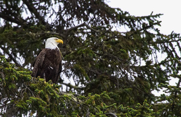 Bald Eagle (Haliaeetus leucocephalus)